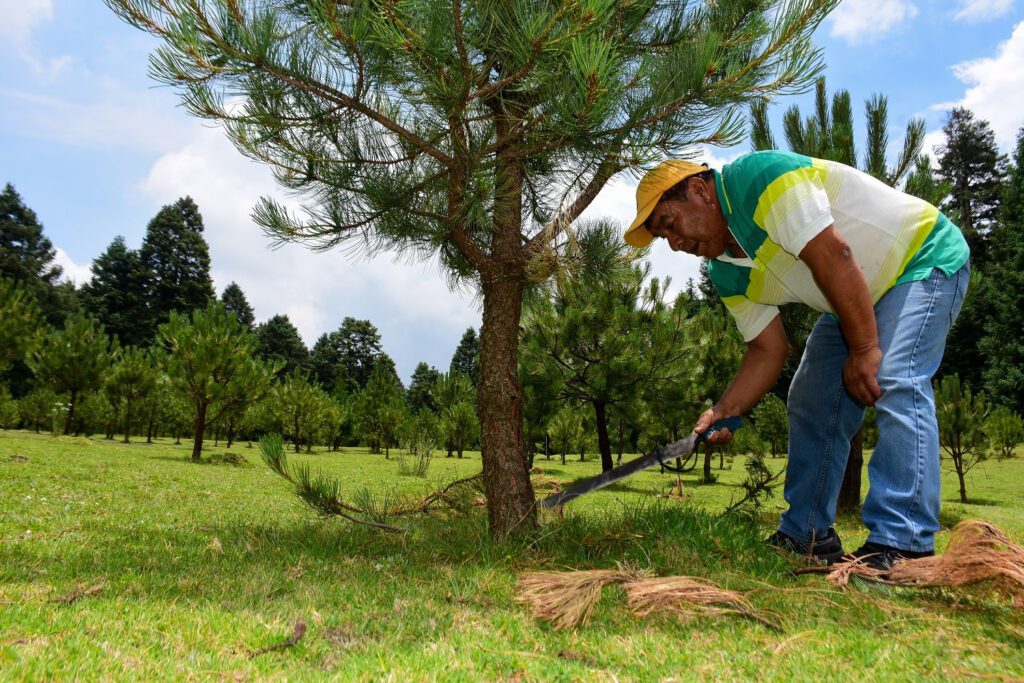 RECUPERAN EN EDOMÉX ZONAS BOSCOSAS A TRAVÉS DE ACCIONES DE REFORESTACIÓN