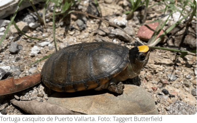 Sustraen 55 ejemplares de Tortugas en Peligro de Extinción en Jalisco