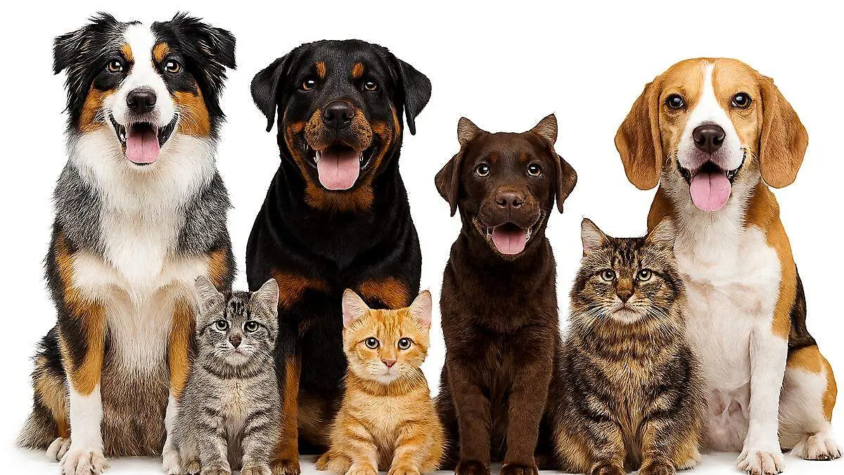 Cómo proteger a tus mascotas del frío este invierno